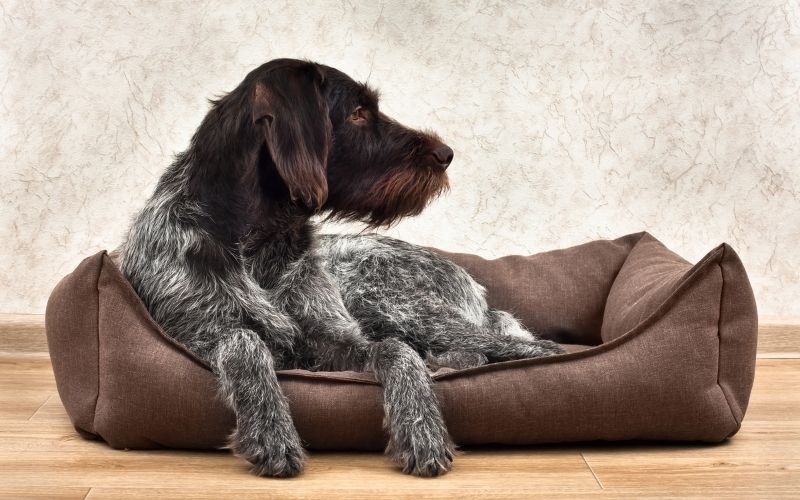 Bed Mattress for Dogs